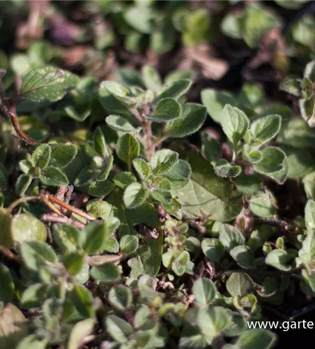 Origanum vulgare ssp.hirtum Origanum vulgare ssp.hirtum