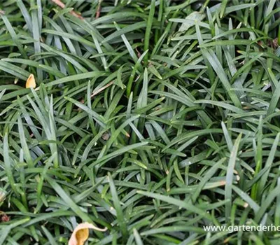 Kleiner Garten-Schlangenbart 'Minor'