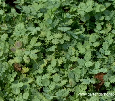 Blaugrünes Stachelnüsschen
