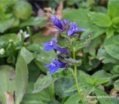 Garten-Lobelie 'Blaue Auslese'