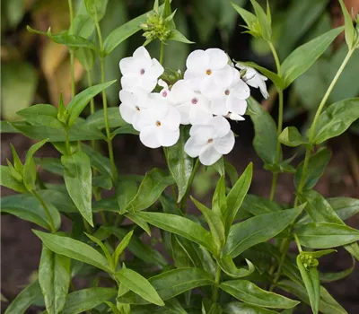 Garten-Flammenblume 'Minnie Pearl'