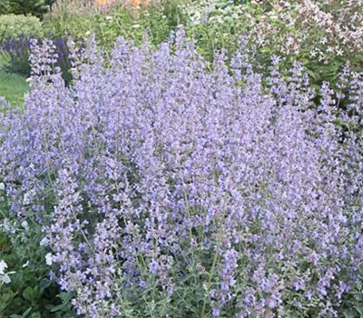 Garten-Katzenminze 'Six Hills Giant'