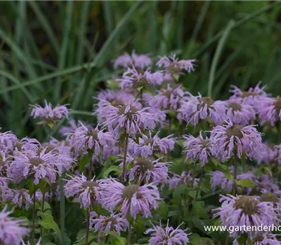 Indianernessel Indianernessel