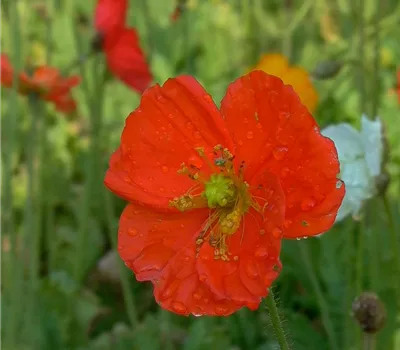 Zwergiger Garten-Mohn 'Gartenzwerg'