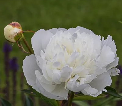 Garten-Pfingstrose 'Duchesse de Nemours'
