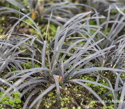 Dunkelblättriger Schlangenbart 'Black Dragon'