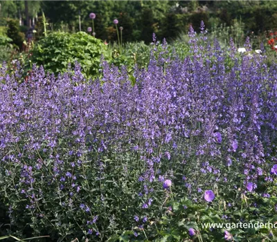 Katzenminze Katzenminze