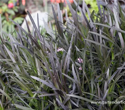 Schwarzer Schlangenbart 'Niger'