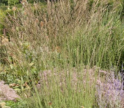 Kleines Garten-Pfeifengras 'Dauerstrahl'