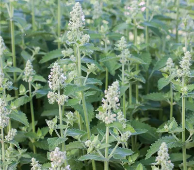 Echte Katzenminze 'Citriodora'