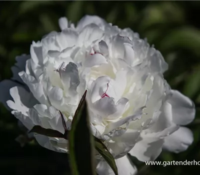 Garten-Pfingstrose 'Festiva Maxima'