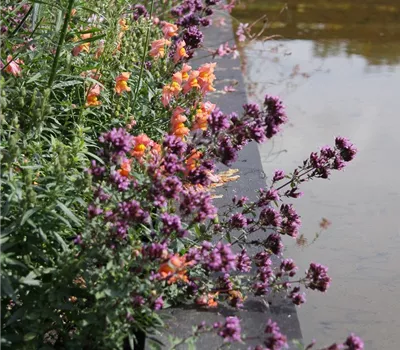 Garten-Blüten-Dost 'Herrenhausen'
