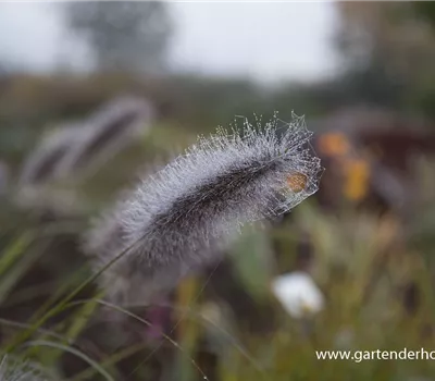 Garten-Federborstengras 'Cassian'
