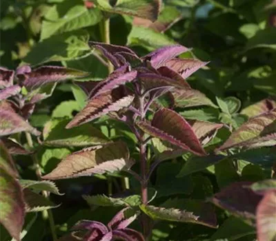 Indianernessel Indianernessel