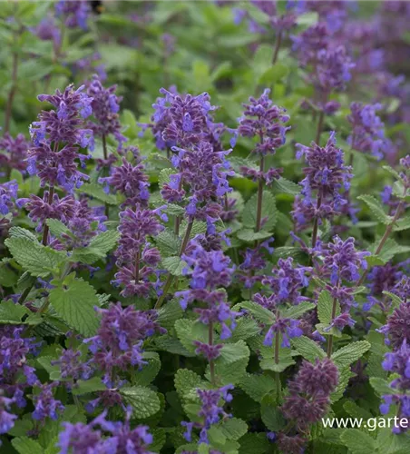 Kaukasus-Katzen-Minze 'Odeur Citron' Kaukasus-Katzen-Minze 'Odeur Citron'