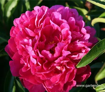 Garten-Pfingstrose 'Kansas'