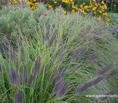 Garten-Federborstengras 'Moudry'