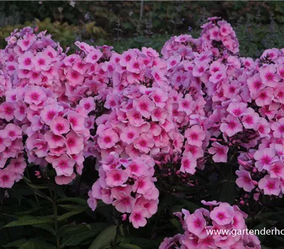 Hohe Flammenblume Hohe Flammenblume