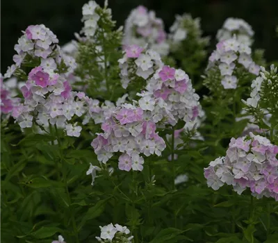 Hohe Flammenblume Hohe Flammenblume