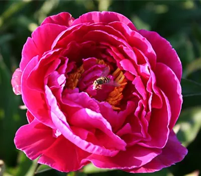 Garten-Pfingstrose 'Karl Rosenfield'