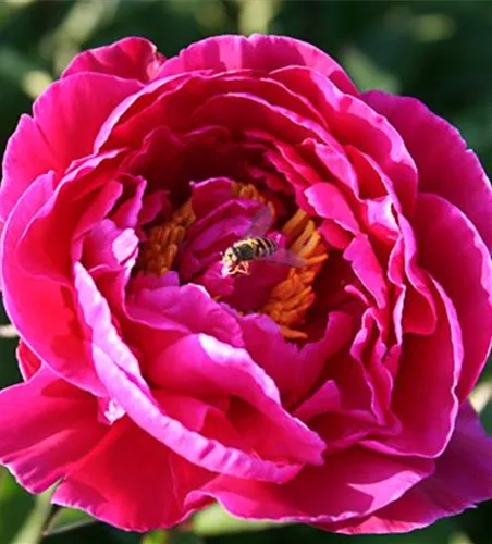 Garten-Pfingstrose 'Karl Rosenfield' Garten-Pfingstrose 'Karl Rosenfield'