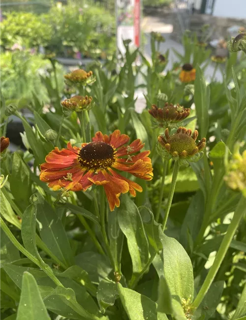 Stauden / Wasserpflanzen