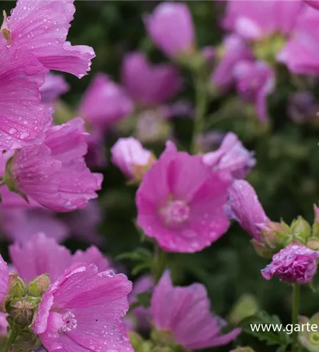 Moschus-Malve Moschus-Malve