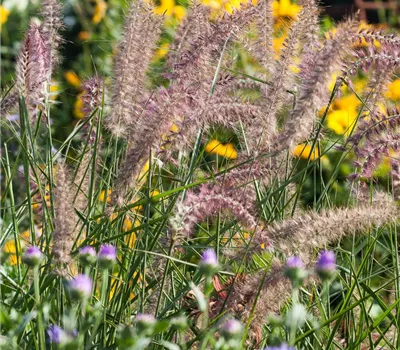Orient-Lampenputzergras 'Karley Rose'