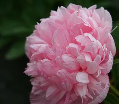 Bauerngarten-Pfingstrose 'Rosea Plena'