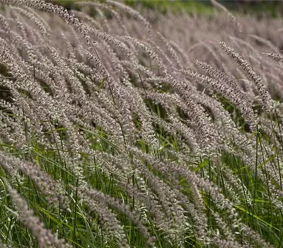 Federborstengras 'Tall Tails'