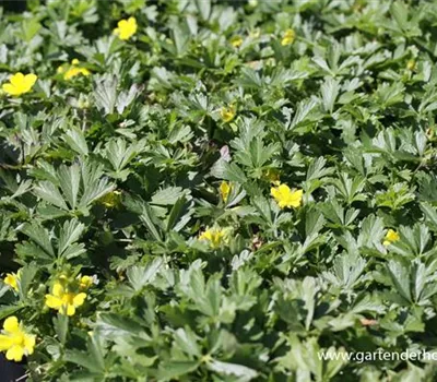 Frühlings-Fingerkraut