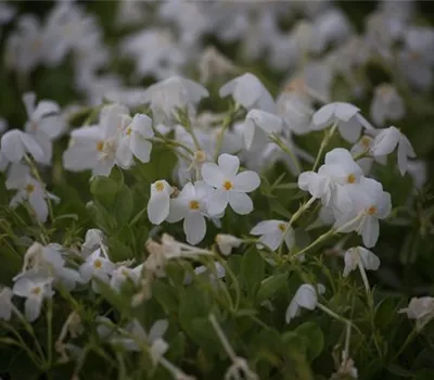 Garten-Ausläufer-Flammenblume 'Ariane' Garten-Ausläufer-Flammenblume 'Ariane'