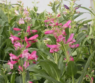 Bartfaden 'Praecox Nanus Rondo'