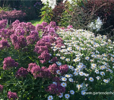 Hohe Flammenblume Hohe Flammenblume