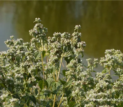 Grannenlose Scheinbergminze