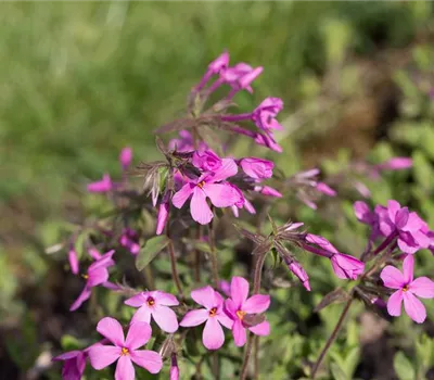 Garten-Ausläufer-Flammenblume Garten-Ausläufer-Flammenblume