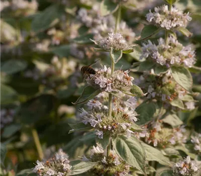 Behaarte Scheinbergminze