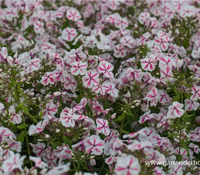 Hohe Flammenblume Hohe Flammenblume