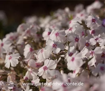 Garten-Teppich-Flammenblume Garten-Teppich-Flammenblume