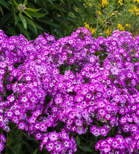 Hohe Garten-Flammenblume 'Uspech' Hohe Garten-Flammenblume 'Uspech'