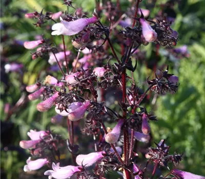 Fingerhutförmiger Bartfaden 'Dark Towers'