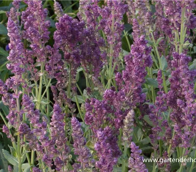 Blüten-Salbei