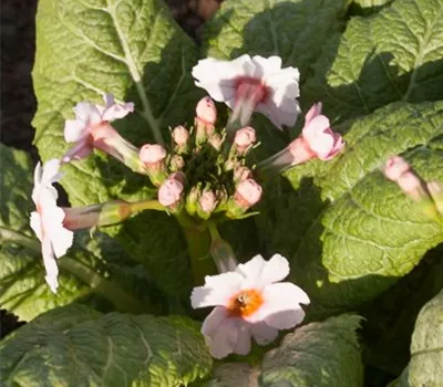 Garten-Etagen-Schlüsselblume 'Appleblossom' Garten-Etagen-Schlüsselblume 'Appleblossom'