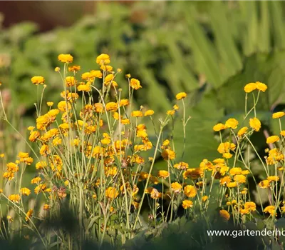 Gefülltblühender Hahnenfuß 'Multiplex'