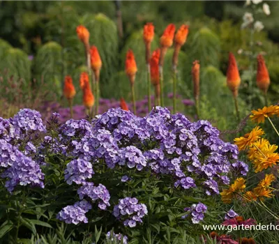 Hohe Flammenblume Hohe Flammenblume