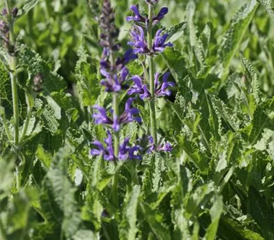 Garten-Blüten-Salbei 'Rügen'