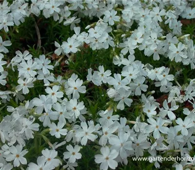Garten-Teppich-Flammenblume 'White Delight' Garten-Teppich-Flammenblume 'White Delight'