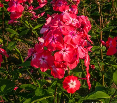 Hohe Flammenblume Hohe Flammenblume