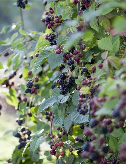 Brombeeren – wilde Leckereien mit langer Tradition