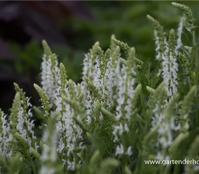 Garten-Blüten-Salbei 'Schneehügel'